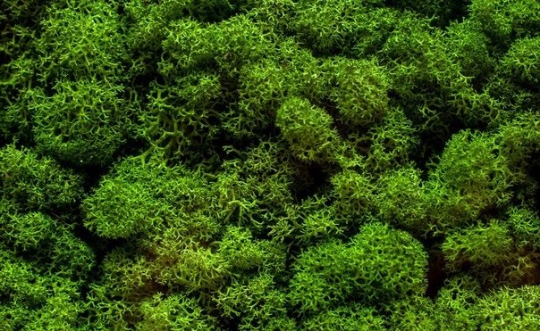 Мох болмос Грин