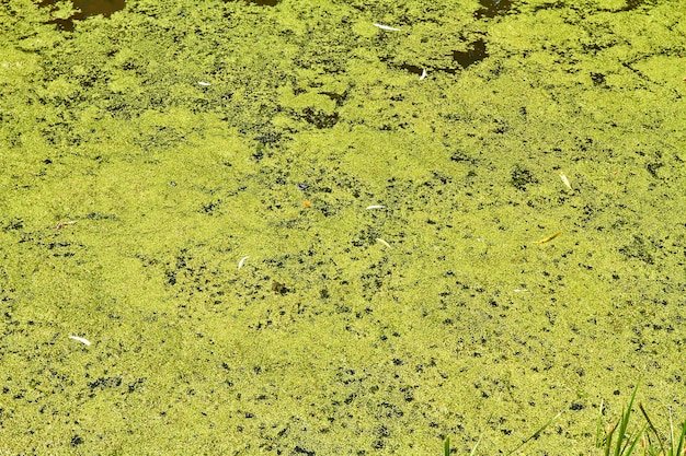 Болотная Тина текстура