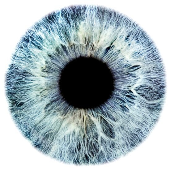 Радужка глаза