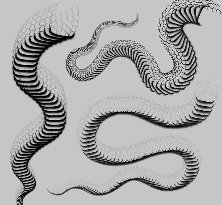 Скелет змеи