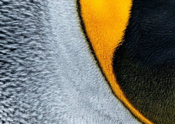 Текстура шерсть пингвина