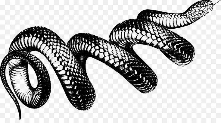 Черный Аспид змея