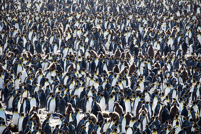 Пингвины фон