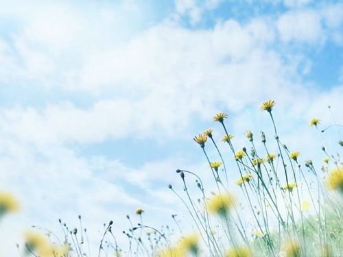 Летний фон для презентации