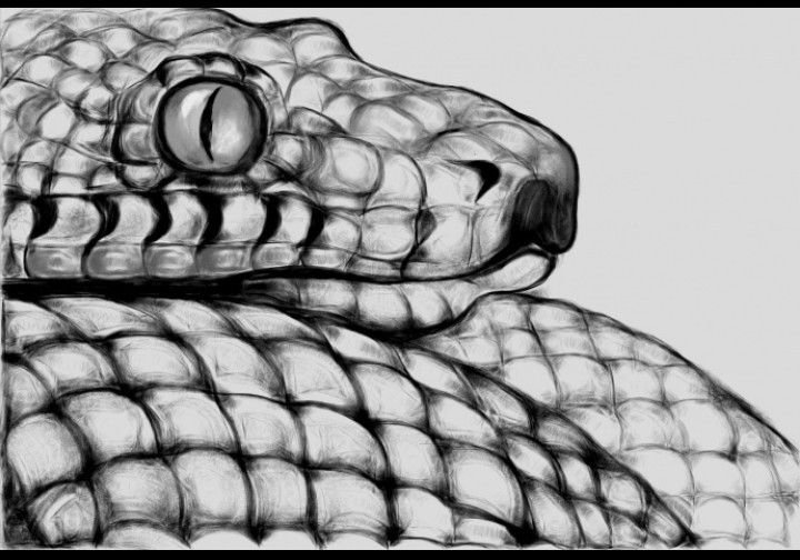 Змея карандашом