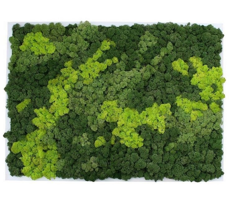 Мох ягель зеленый