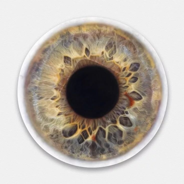 Радужка глаза