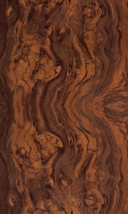 Шпон корень дерева