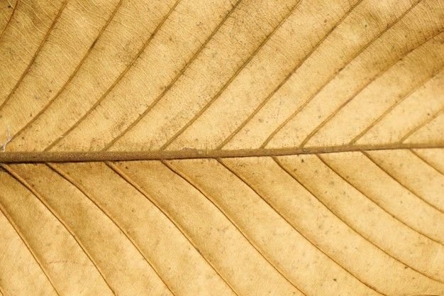 Фактура листа дерева