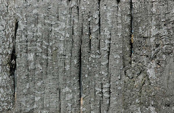 Кора лиственного дерева