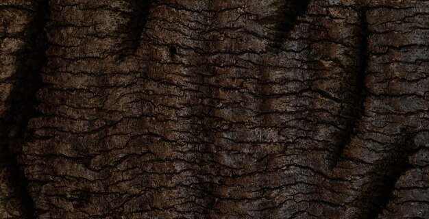 Текстура ствола дерева