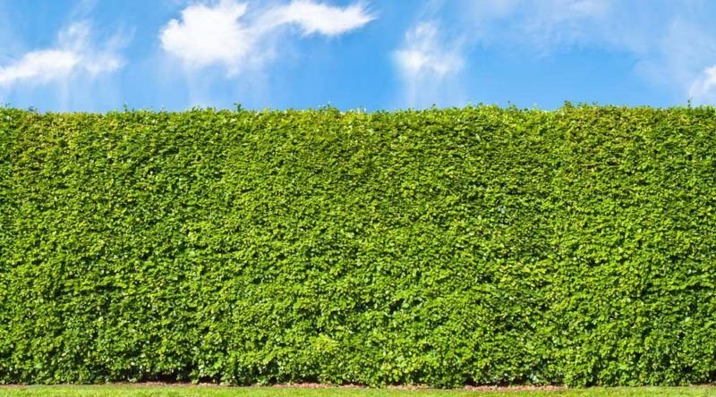 Туи стена Живая изгородь