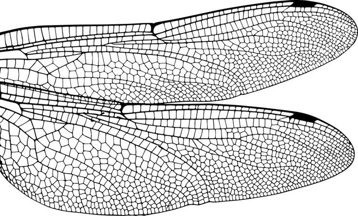 Крылья насекомых