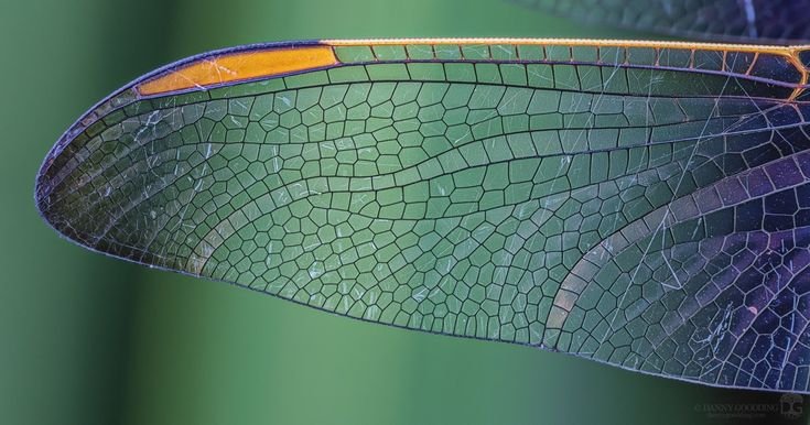 Крылья Стрекозы