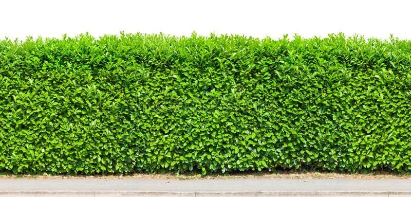 Мирт Живая изгородь