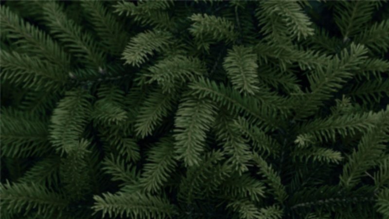 Еловая лапа