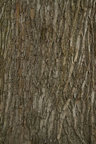 Текстура коры дерева для Blender