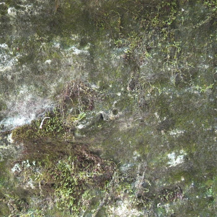 Текстура болотного мха