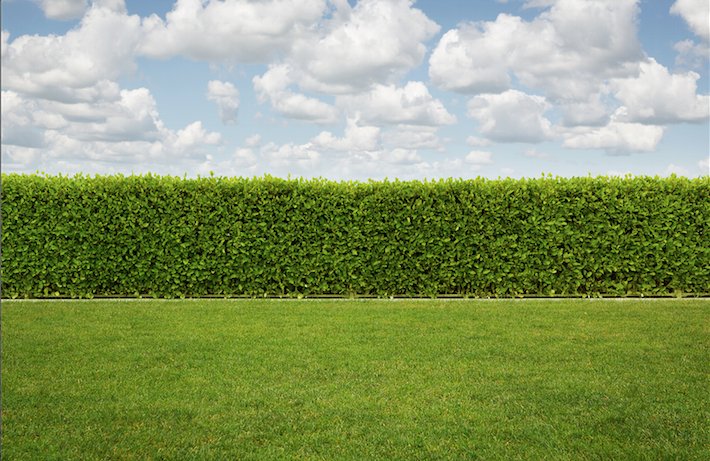 Смородина Альпийская Шмидт Живая изгородь