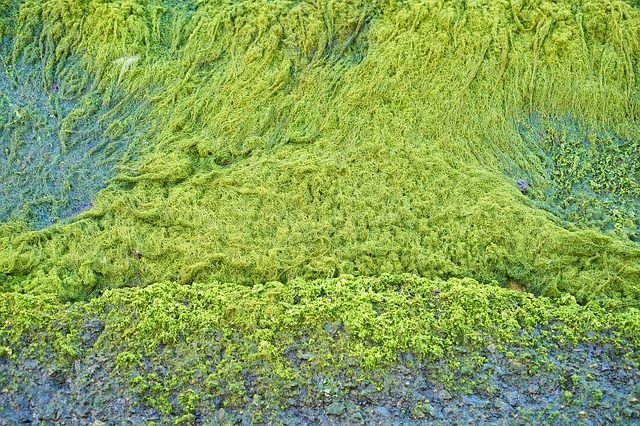 Текстура болота