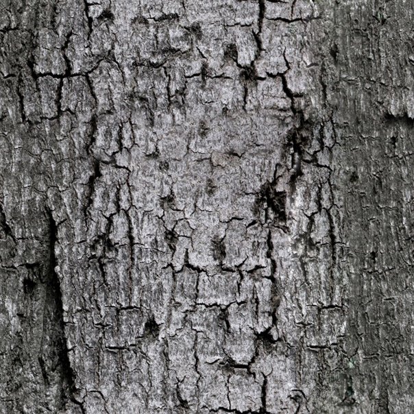 Альфа коры дерева