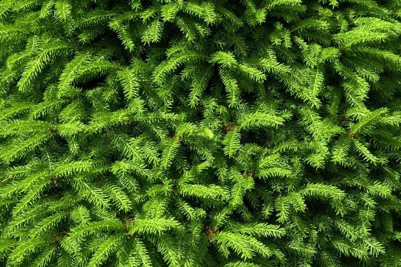 Текстура елки