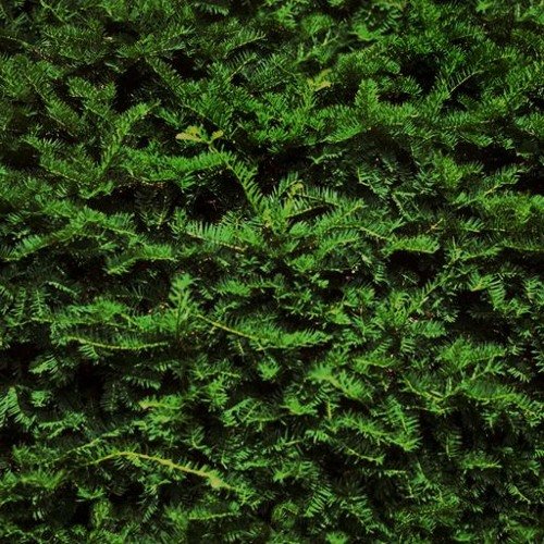 Хвоя текстура