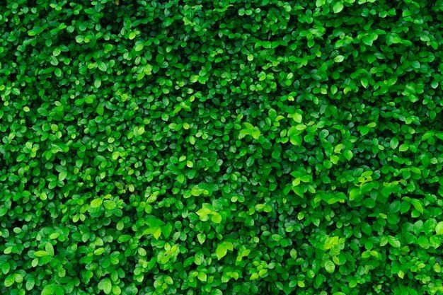 зеленая изгородь