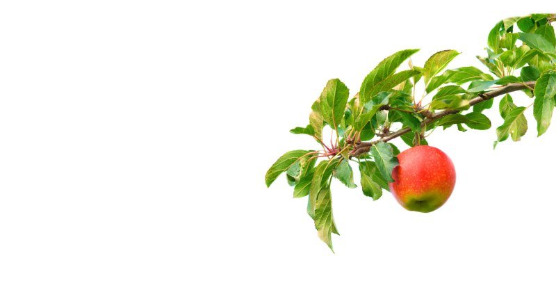 Яблоко красное без веточки