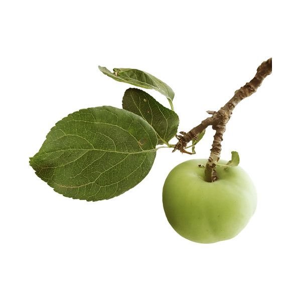 Яблоки на ветке