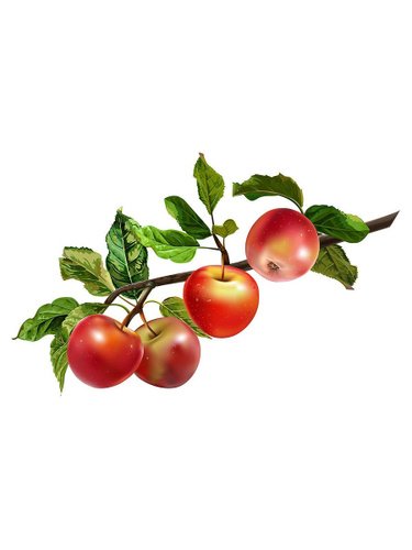 Яблоки на ветке