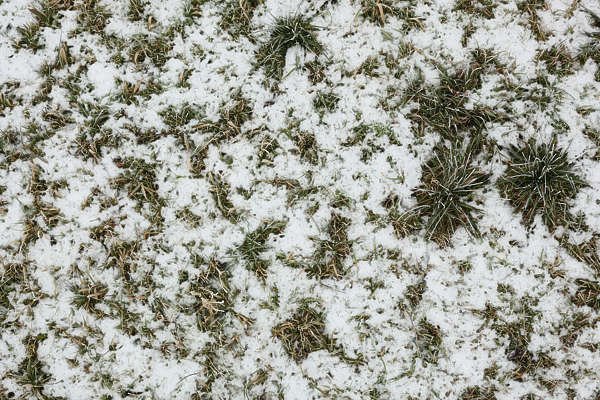 Текстура травы со снегом