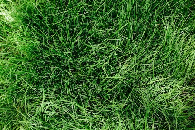 Трава сверху