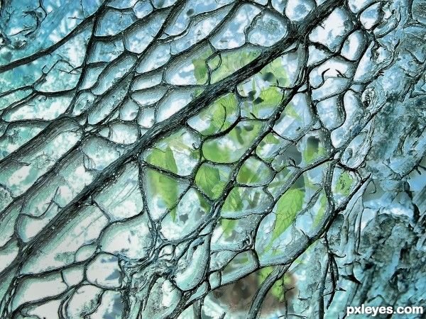 Текстура органики