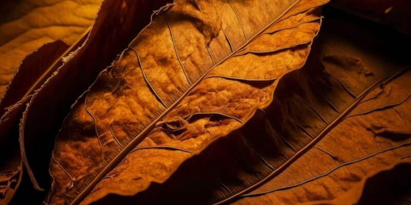 Листья табака