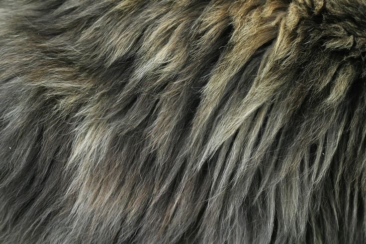Шерсть волка