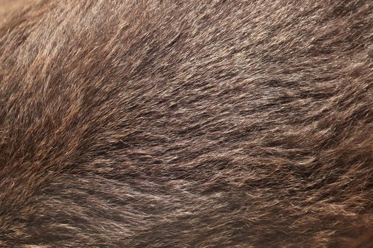 Текстура шерсти
