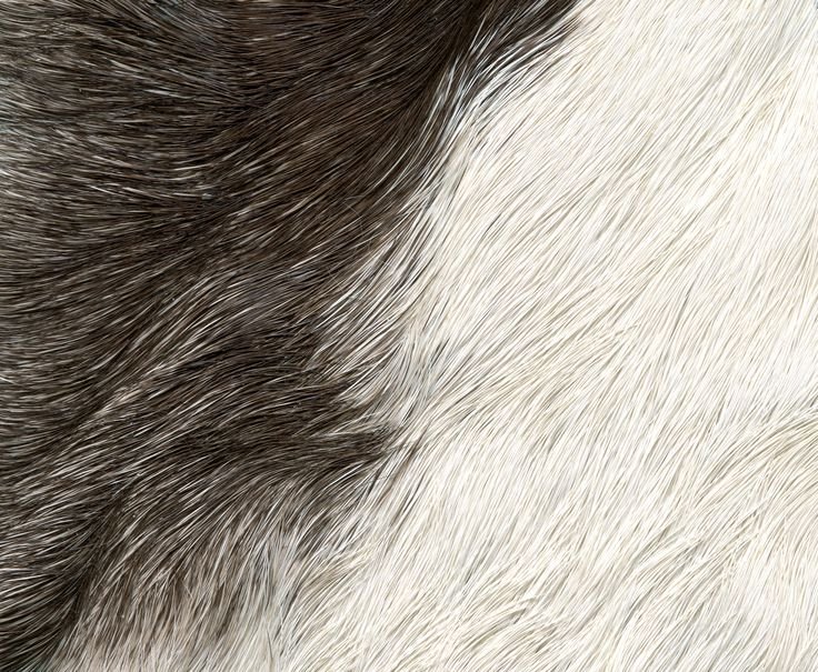 Текстура шерсти
