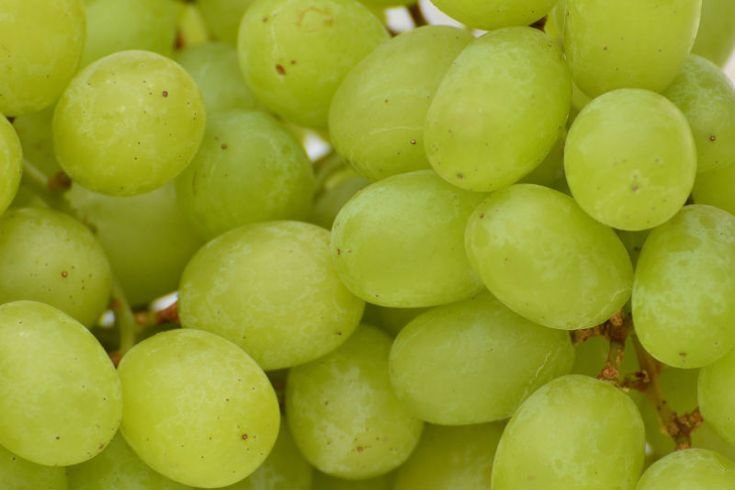 Виноград зеленый