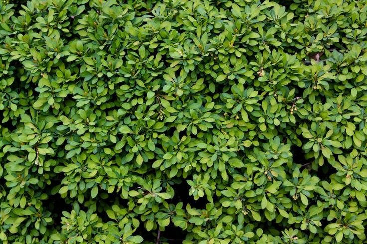 Текстура кустов