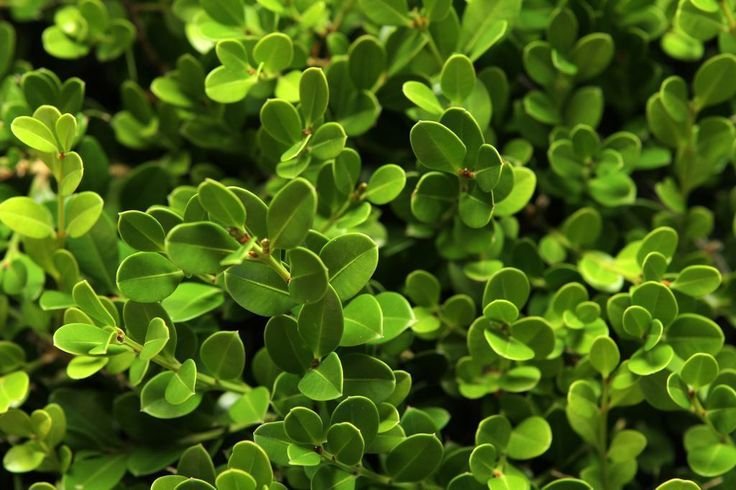 Самшит топиарный