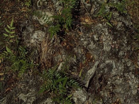 Текстура земли в лесу