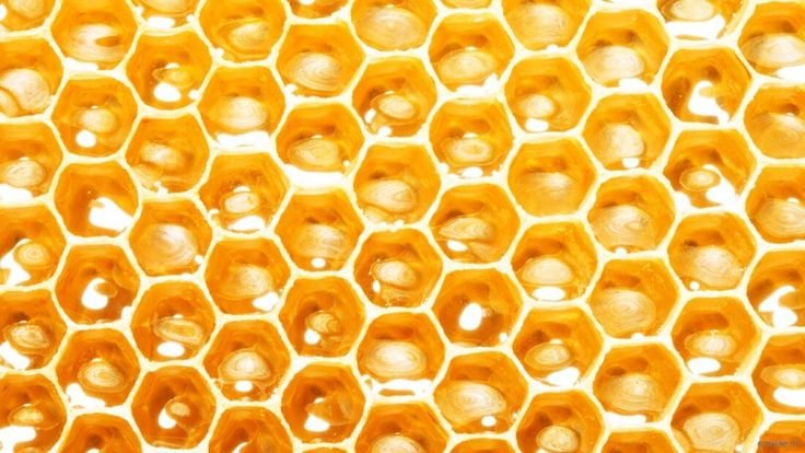 Пчелиные соты с медом