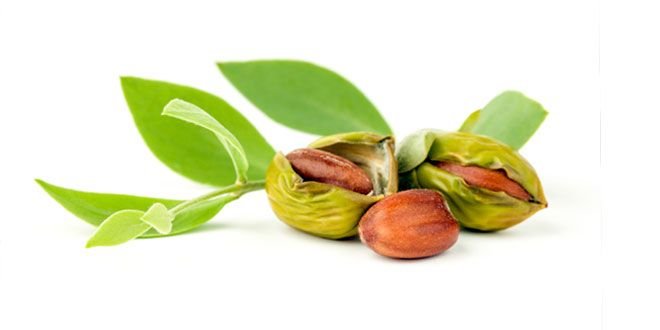 Жожоба плоды