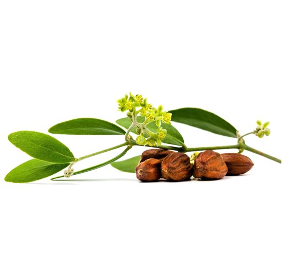 Жожоба без фона