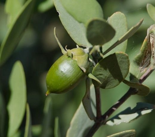 Растения пустыни жожоба