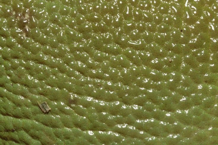 Кожа лягушки