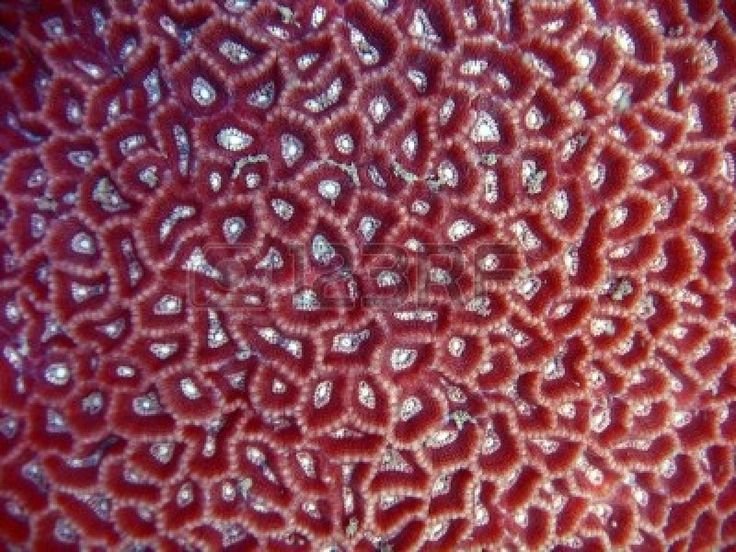 Кораллы текстура