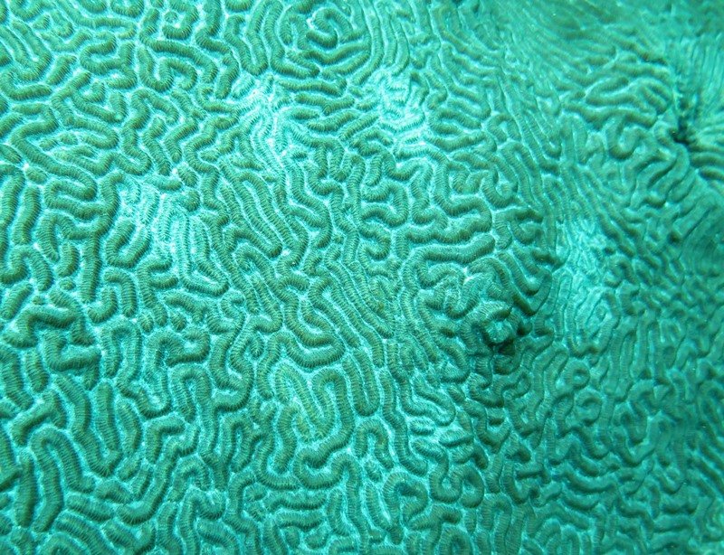 Текстура кораллов