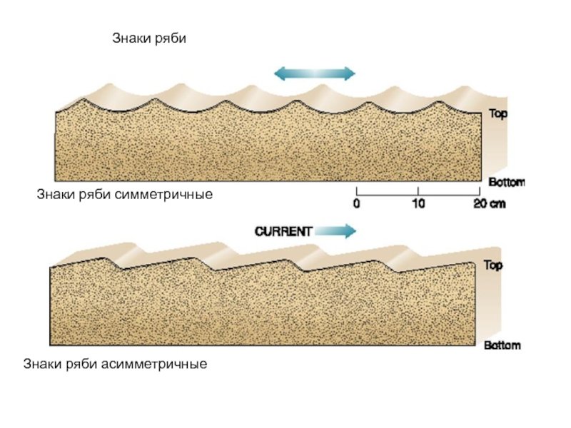 Асимметричные знаки ряби